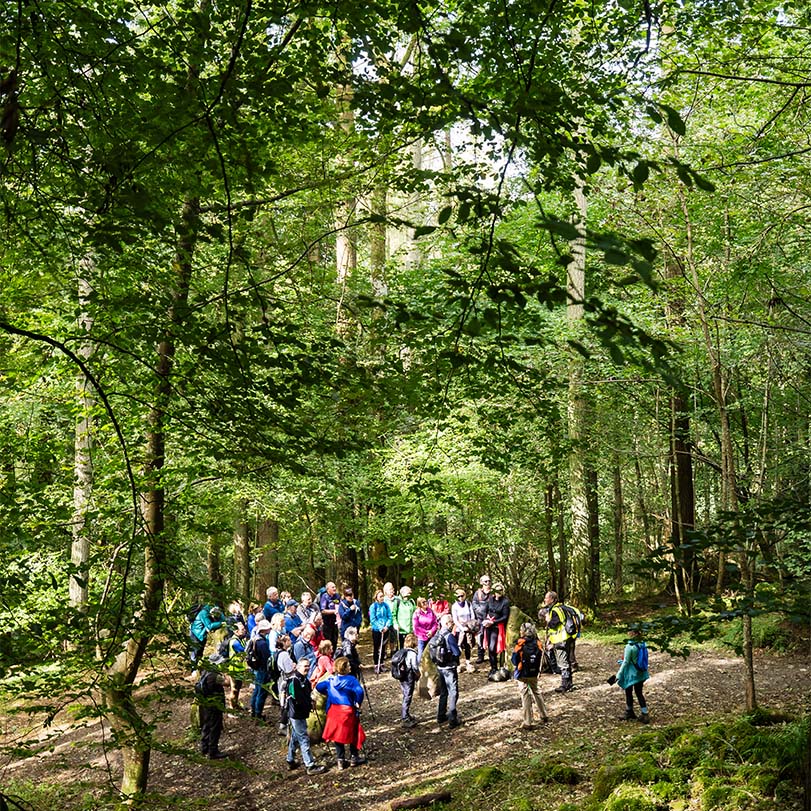 Boyne Valley group in the woods